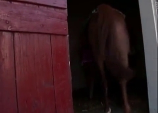 Farm sex with a blond-haired zoophile slut