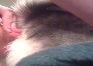 Husky's horny asshole is getting penetrated