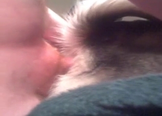 Husky's horny asshole is getting penetrated