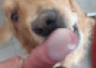 POV zoo blowjob from a scruffy doggo