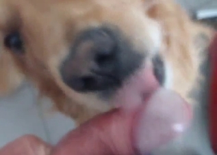 POV zoo blowjob from a scruffy doggo