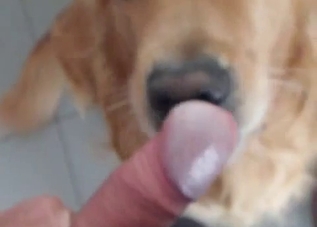 POV zoo blowjob from a scruffy doggo