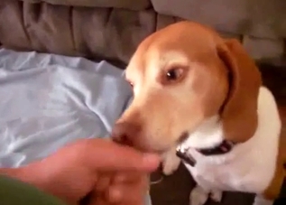 Guy face-fucking his favorite dog on cam