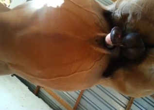 Dude jerks off a horse (view from below)