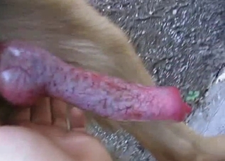Let's all stare at this marvelous dog dick