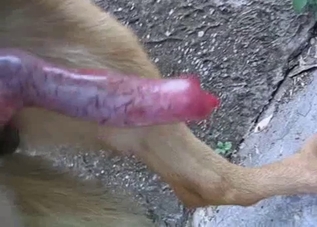 Let's all stare at this marvelous dog dick