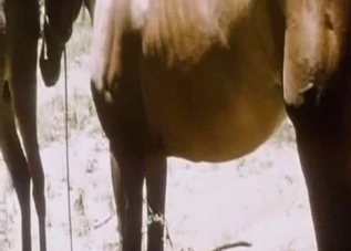 Two horses passionately fucking outdoors