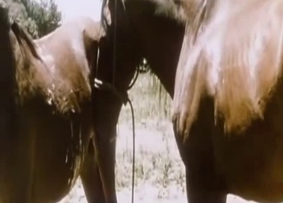 Two horses passionately fucking outdoors