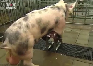 Pig and its corkscrew cock are the real MVPs