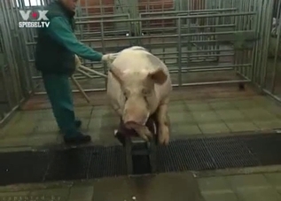 Pig and its corkscrew cock are the real MVPs