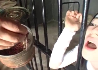 Asian chick in captivity eating worms