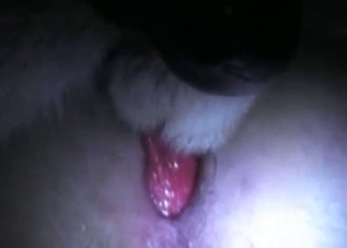 Close-up passionate bestiality in HD