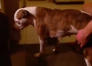 Moody dog gets molested by the owner