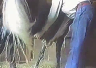 Hung stallion gets a real nice handjob