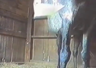 Hung stallion gets a real nice handjob