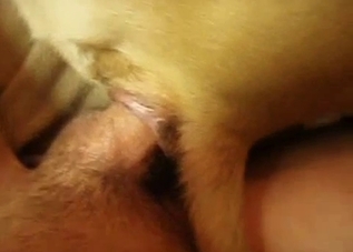 Throbbing cock fucking a tight dog hole