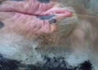 Captivating animal pussy shown up close