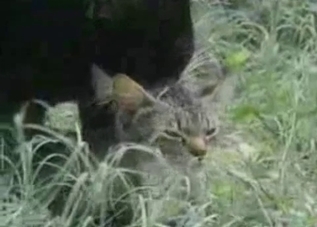 Two cats fucking in the grass, enjoy