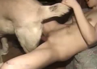 Dog penetrating hairless pussy here