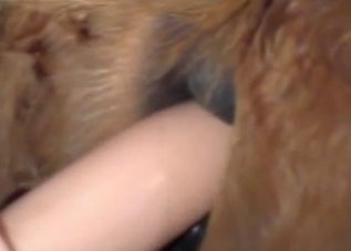 Horny horse gets fucked with a huge toy