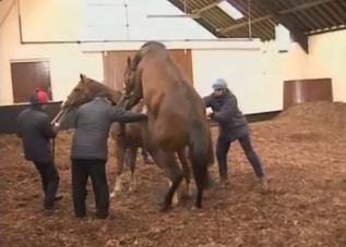 Horny horses are about to fuck in front of you