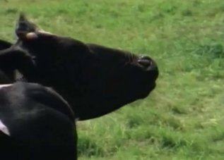 Horny horses are about to fuck in front of you