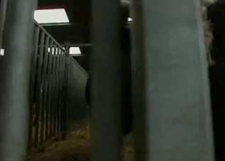 Horny horses are about to fuck in front of you