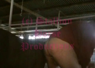 Big booty dude fucking a hung stallion