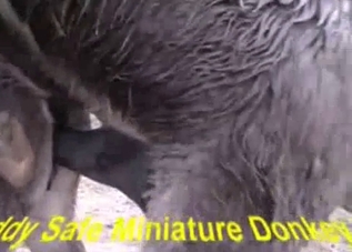 Close-up shots of intense animal sex