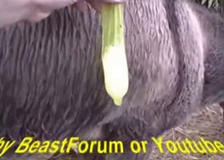 Close-up shots of intense animal sex