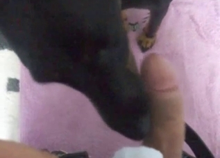 Black dog worships that dick in POV, enjoy