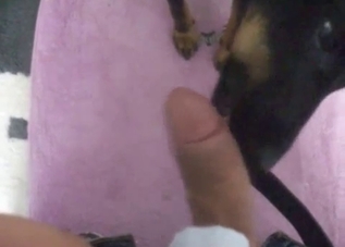 Black dog worships that dick in POV, enjoy