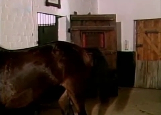 Two sexy-ass horses are about to fuck