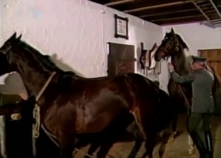 Two sexy-ass horses are about to fuck