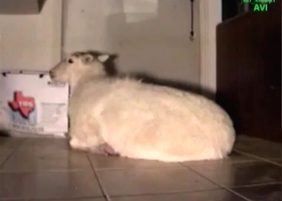 Dude violating his dog's pussy