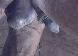 Beautiful cock shown up close