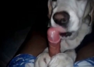 POV blowjob from a very kinky dog