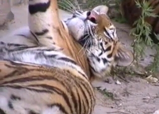 Real tiger has a very juicy looking ass