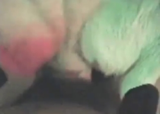POV fucking session with a sexed-up doggo