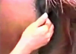 Horse's asshole massaged by a kinky bitch