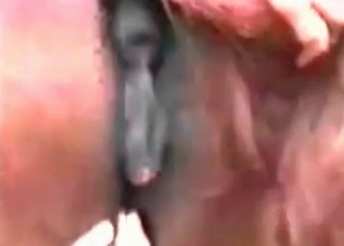 Horse's asshole massaged by a kinky bitch