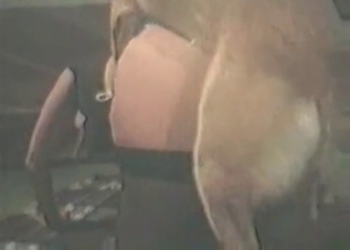 Tight pussy getting gaped by a sexy dog