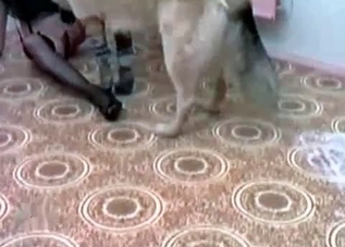 Horny chick playing around with a shepherd