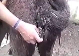 Dog getting seduced by a hard dude