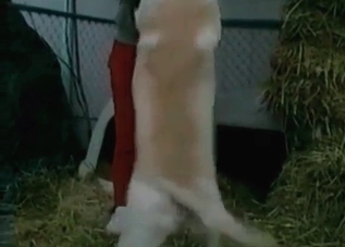 Naughty bestiality session with a crazy dog