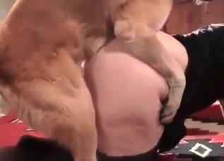 Horny hound enjoying ruthless bestiality on cam