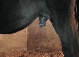 Incredibly twisted sex session on a farm