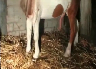 Tight pussy getting filled up with horse cum
