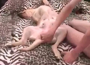 Horny dog pounding that skinny slut's slit