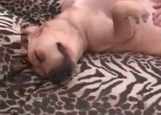 Horny dog pounding that skinny slut's slit